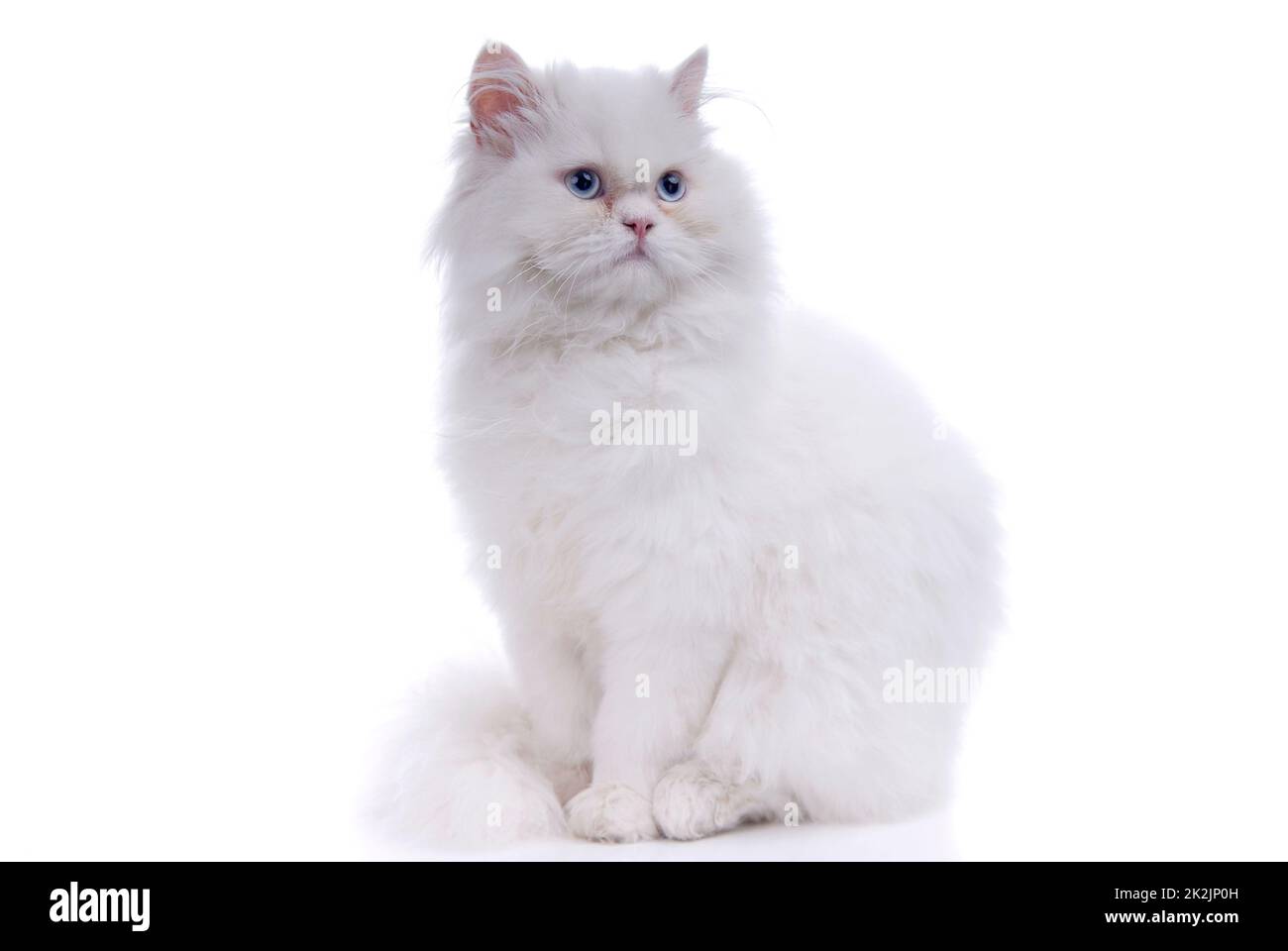 Gatto bianco isolato Foto Stock