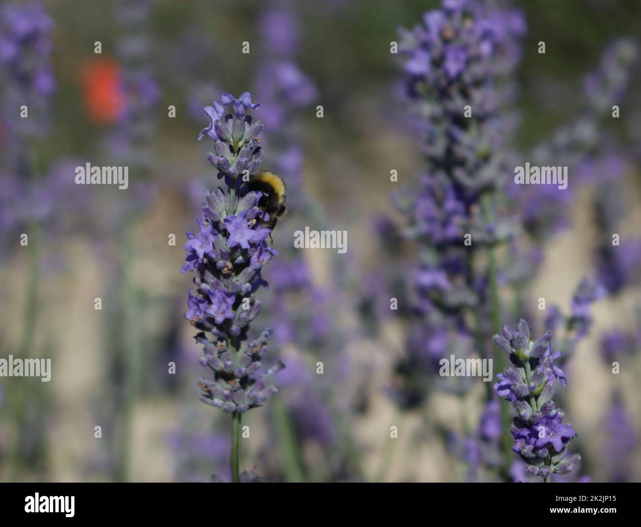 bella campo lavanda fiori aroma naturale colore insetti oli Foto Stock