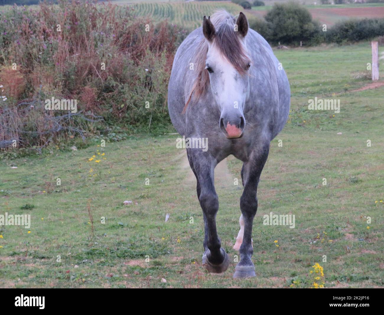 bello animale domestico corsa a piedi formazione ad alta velocità Foto Stock