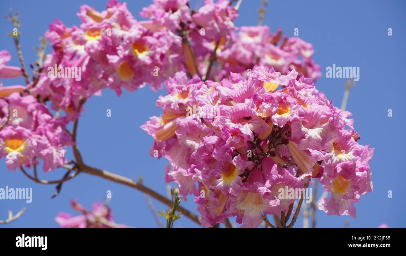 Tromba rosa (Handroanthus impetiginosus). Il rosea di Tabebuia è un albero neotropico del fiore rosa nel parco. Fioritura in primavera. Foto Stock