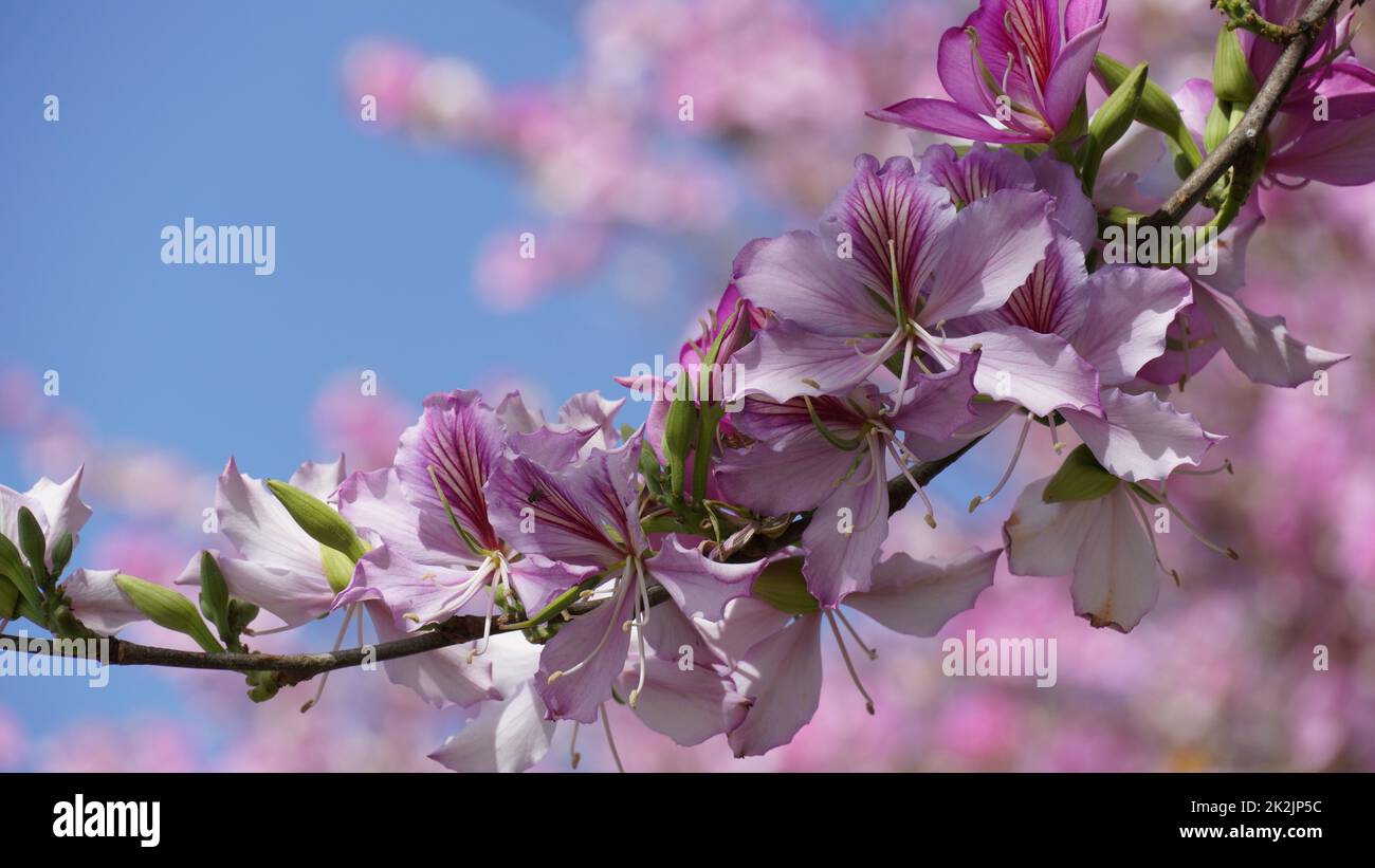 Bauhinia purpurea albero fiore in Israele Foto Stock