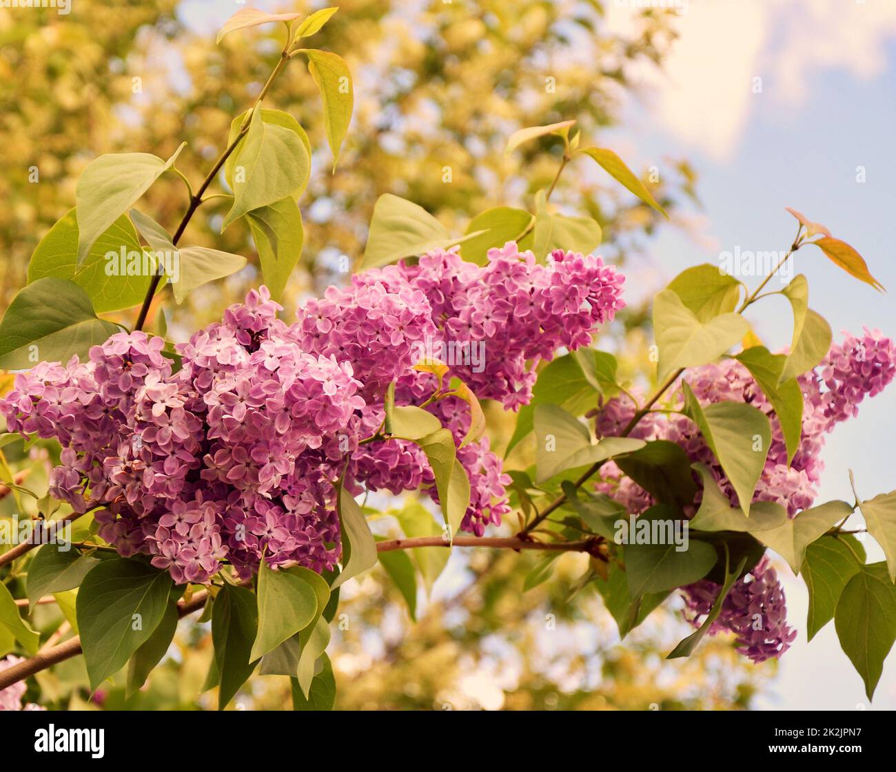 Fiori di lilla ordinaria (Syringa vulgaris latino) rosa pallido Foto Stock