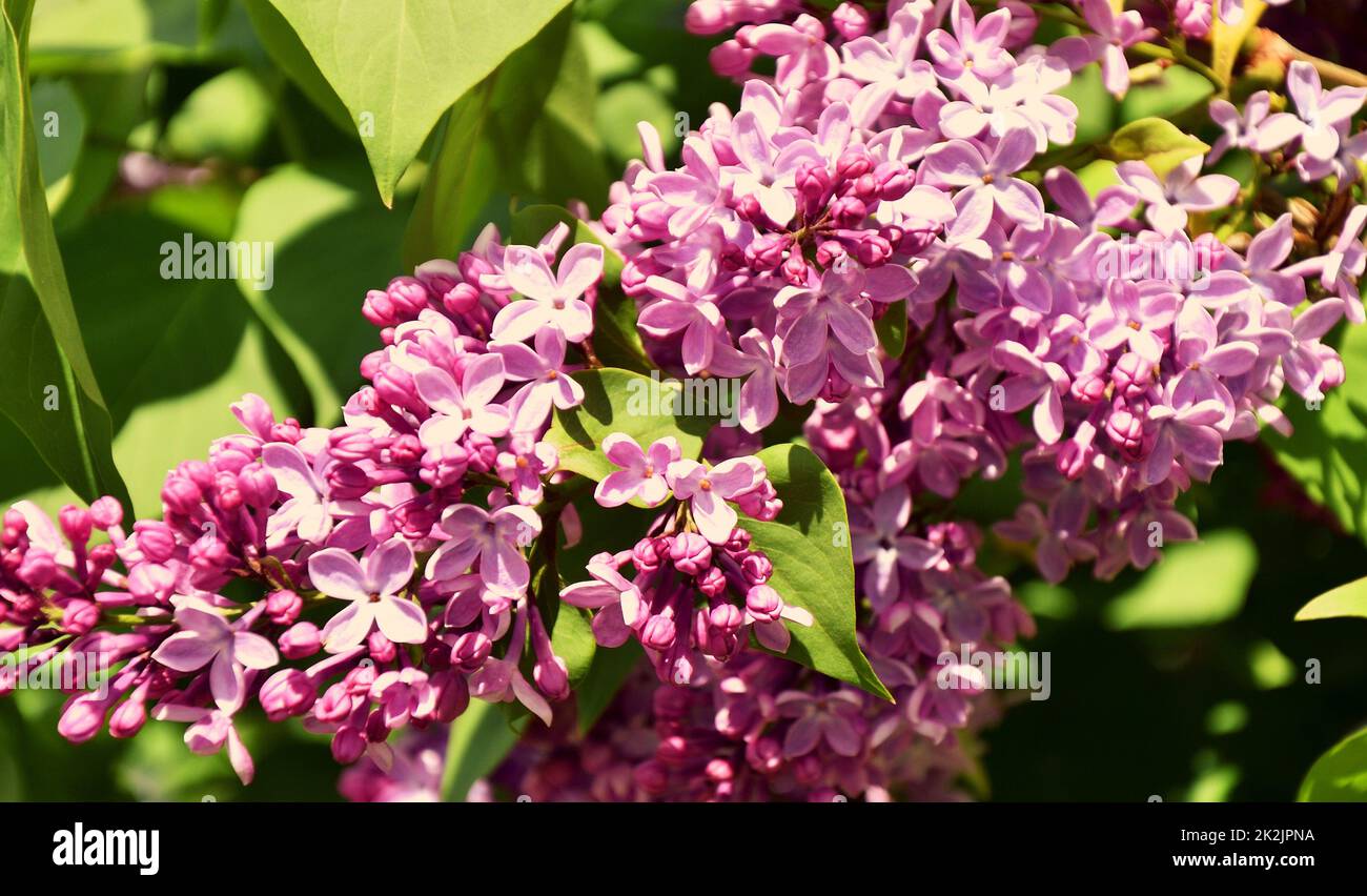 Fiori di lilla ordinaria (Syringa vulgaris latino) rosa pallido Foto Stock