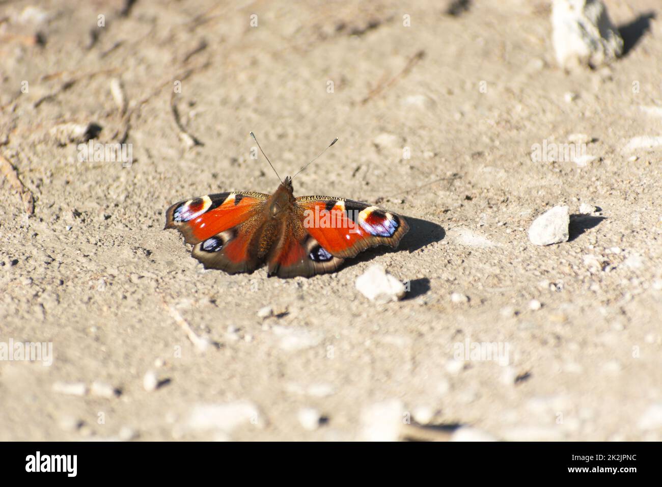 Aglais io crogiolarsi al sole Foto Stock