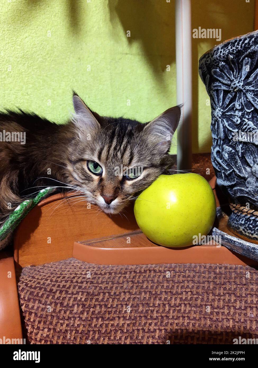 Gatto e mela verde Foto Stock