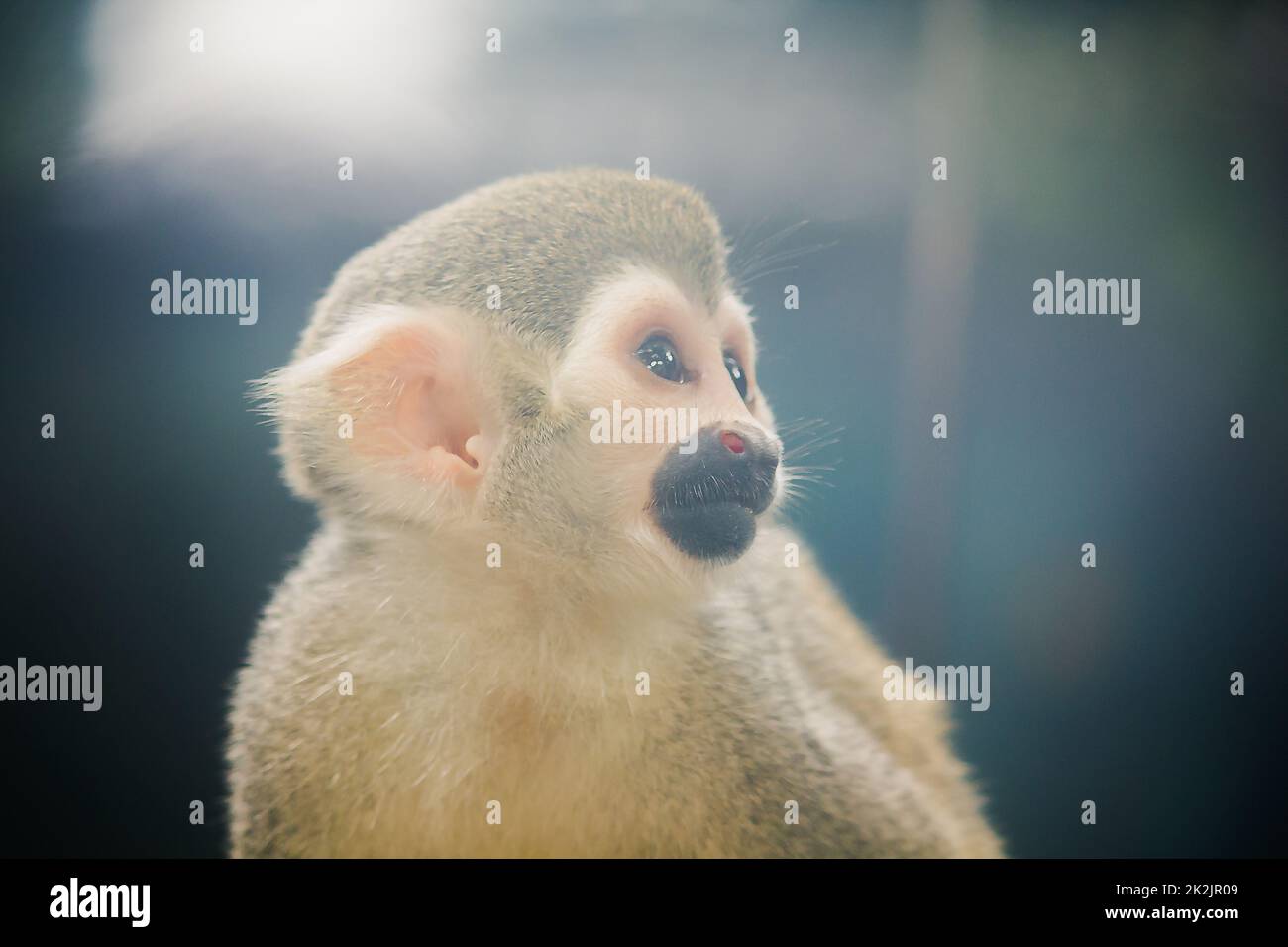 Scoiattolo Monkey è una piccola scimmia. Trovato in Sud America, mangiare alcuni frutti, fiori Foto Stock