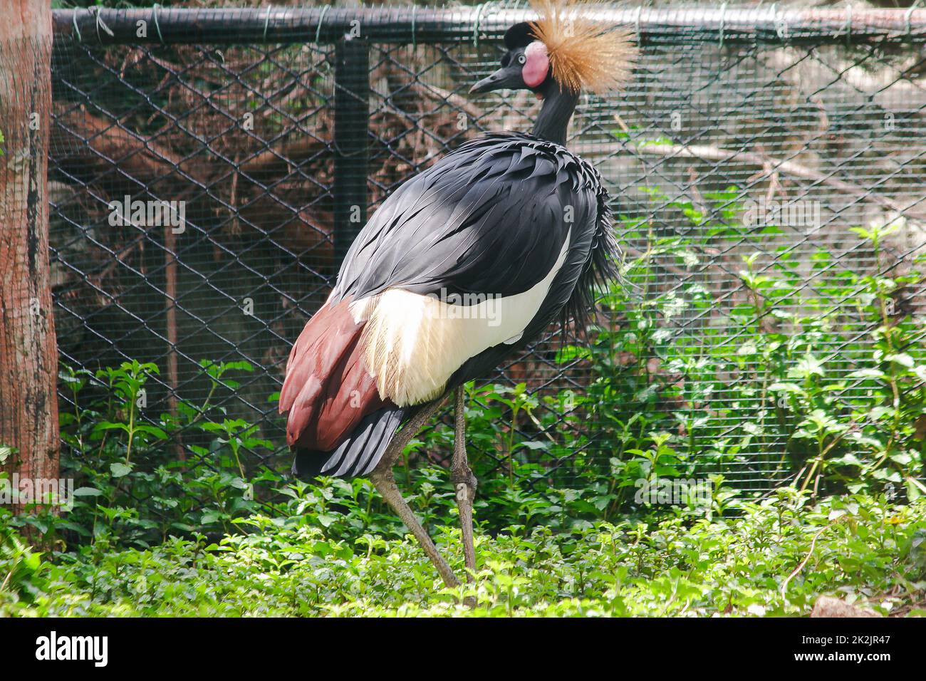 La gru a corona nera è un uccello della famiglia delle gru. Trovato nelle praterie di Savannah in Africa, a sud del deserto del Sahara. Foto Stock