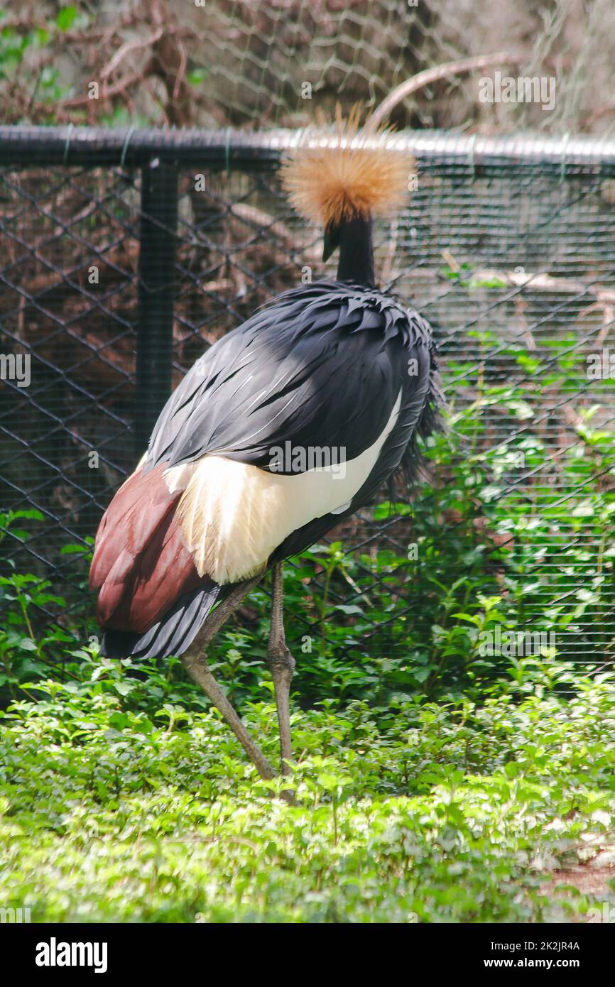 La gru a corona nera è un uccello della famiglia delle gru. Trovato nelle praterie di Savannah in Africa, a sud del deserto del Sahara. Foto Stock