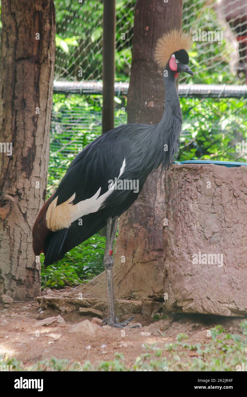 La gru a corona nera è un uccello della famiglia delle gru. Trovato nelle praterie di Savannah in Africa, a sud del deserto del Sahara. Foto Stock