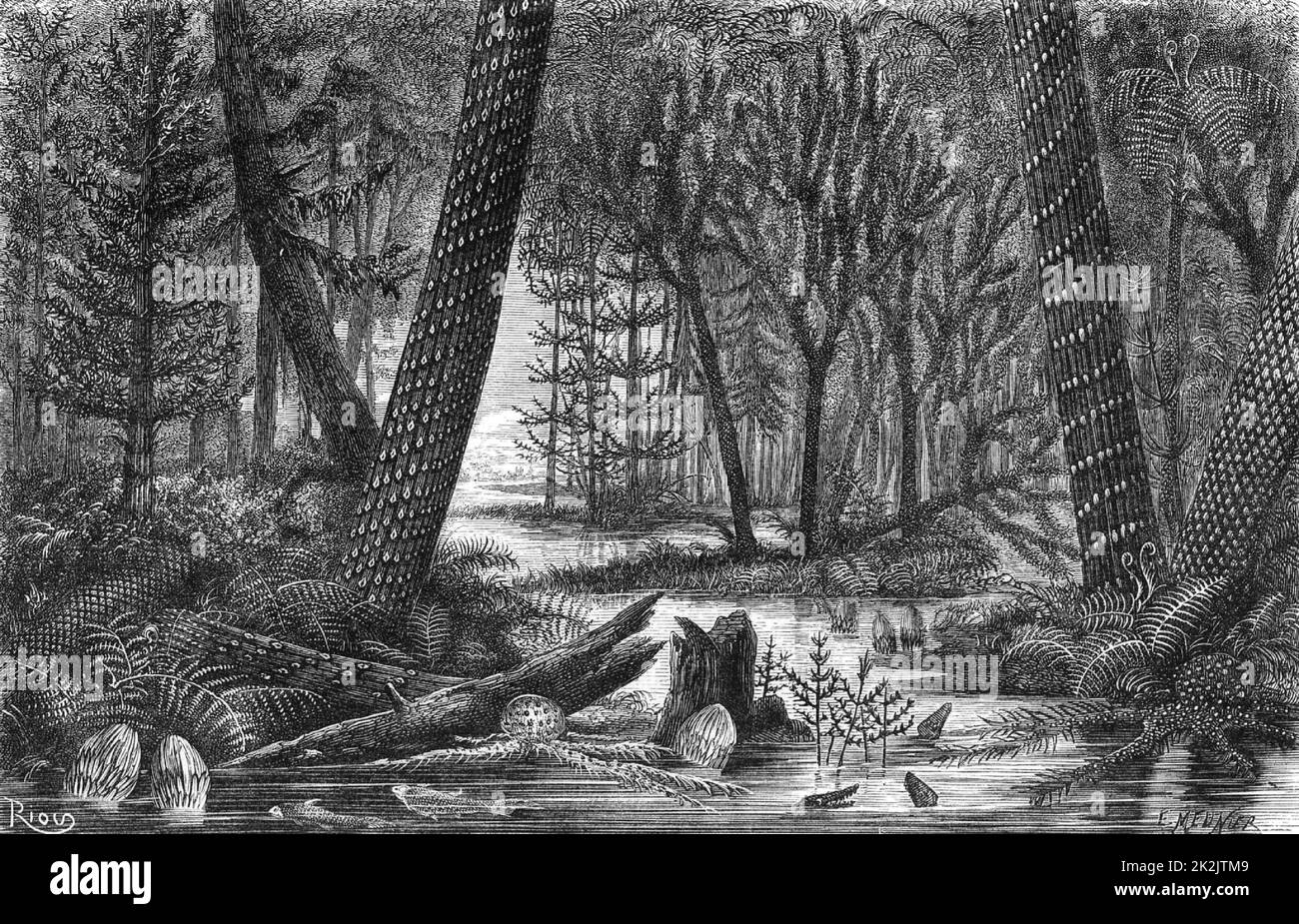 Ricostruzione di una foresta carbonifera da parte dell'artista durante il periodo in cui venivano deposti i depositi carboniferi. Da 'The Universe' di fa Pouchet (Londra, 1874). Incisione. Geologia. Paleontologia. Foto Stock