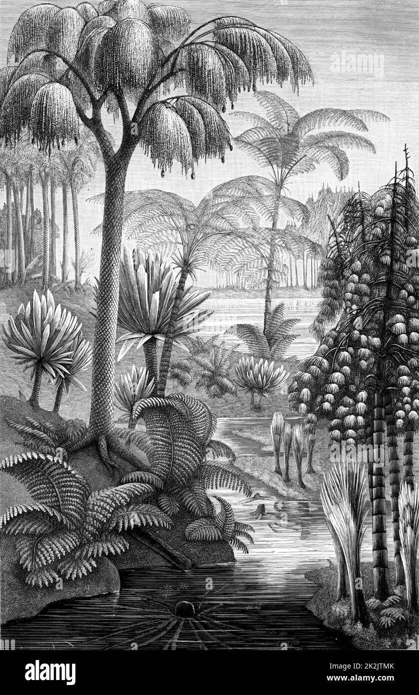 Ricostruzione di una foresta da parte dell'artista durante il periodo carbonifero, quando sono state previste le misure per il carbone. Da "Die Naturkrafte" di M Wilhelm Meyer (Lipsia, 1903) Foto Stock