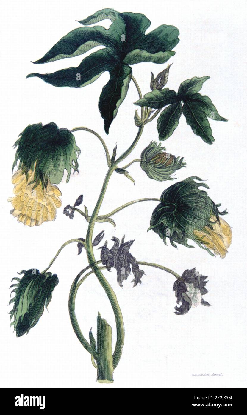 Cotone - Gossypium: Diverse varietà formarono la base della produzione di cotone in parti molto diffuse del mondo, tra cui India, Cina, Egitto, America. Incisione a mano 1823 Foto Stock