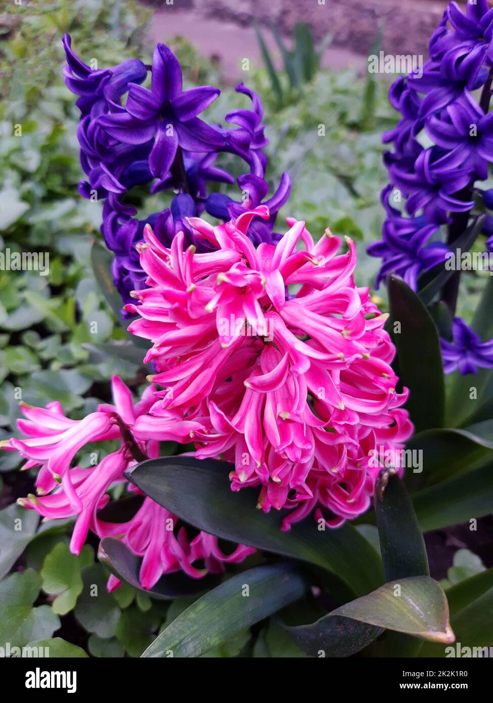 Primo piano iacinto orientalis Foto Stock