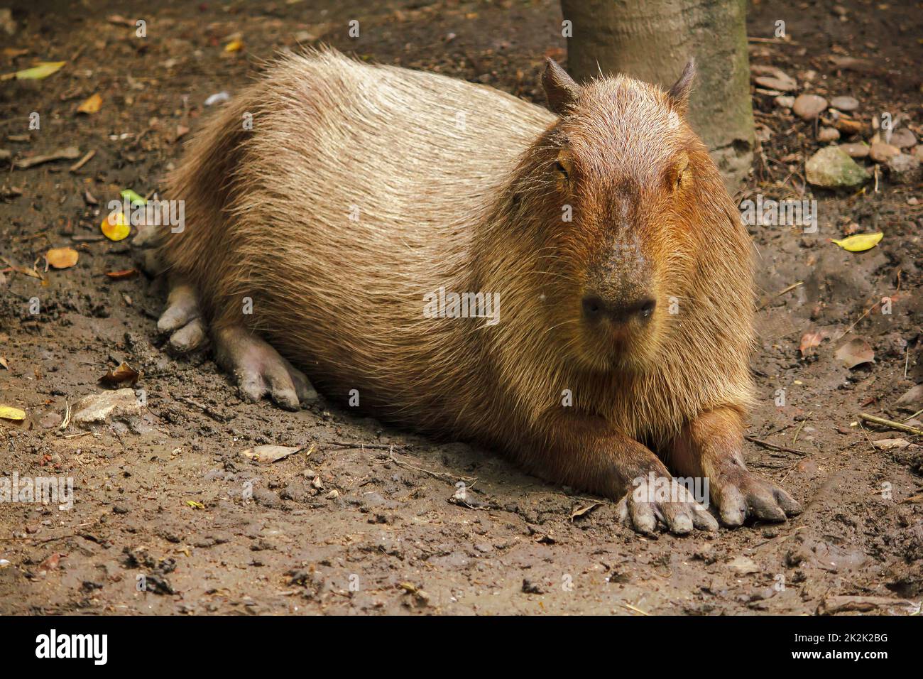 Capibara è nello zoo è il più grande ratto del mondo nativo del Sud America Foto Stock