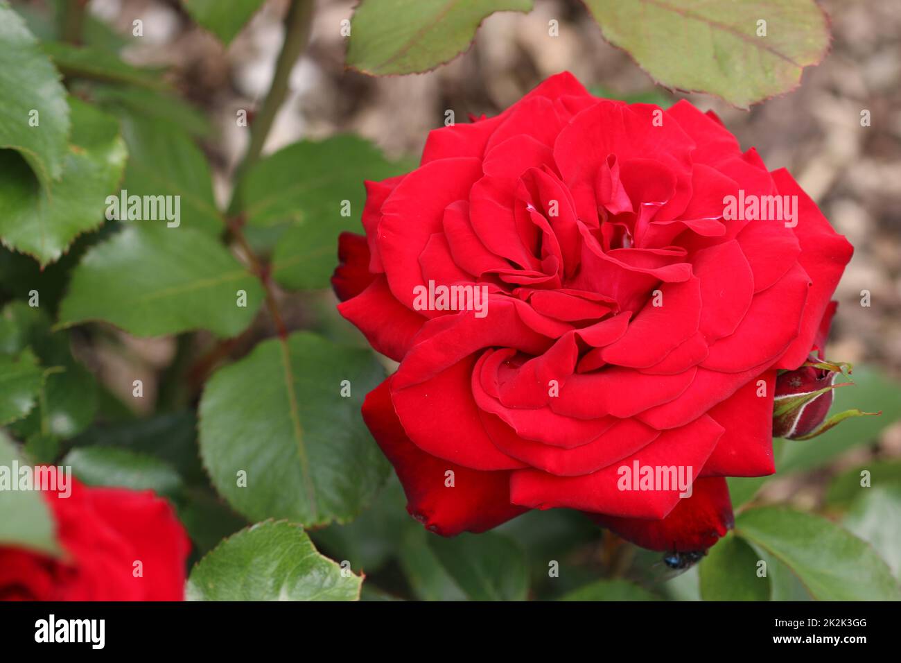 Fiore di rosa rosso in primo piano Foto Stock