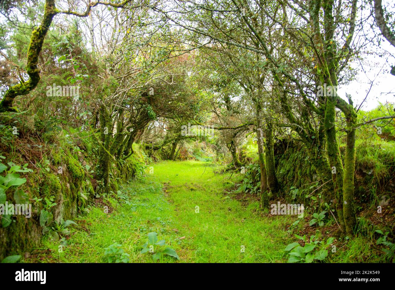 Escursioni come in un tunnel verde in una giornata umida e misteriosa vicino a Sant'Avvento nella Cornovaglia settentrionale, Regno Unito. Foto Stock