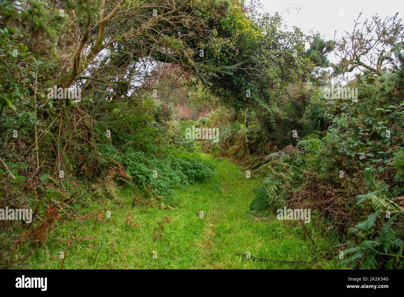 Escursioni come in un tunnel verde in una giornata umida e misteriosa vicino a Sant'Avvento nella Cornovaglia settentrionale, Regno Unito. Foto Stock