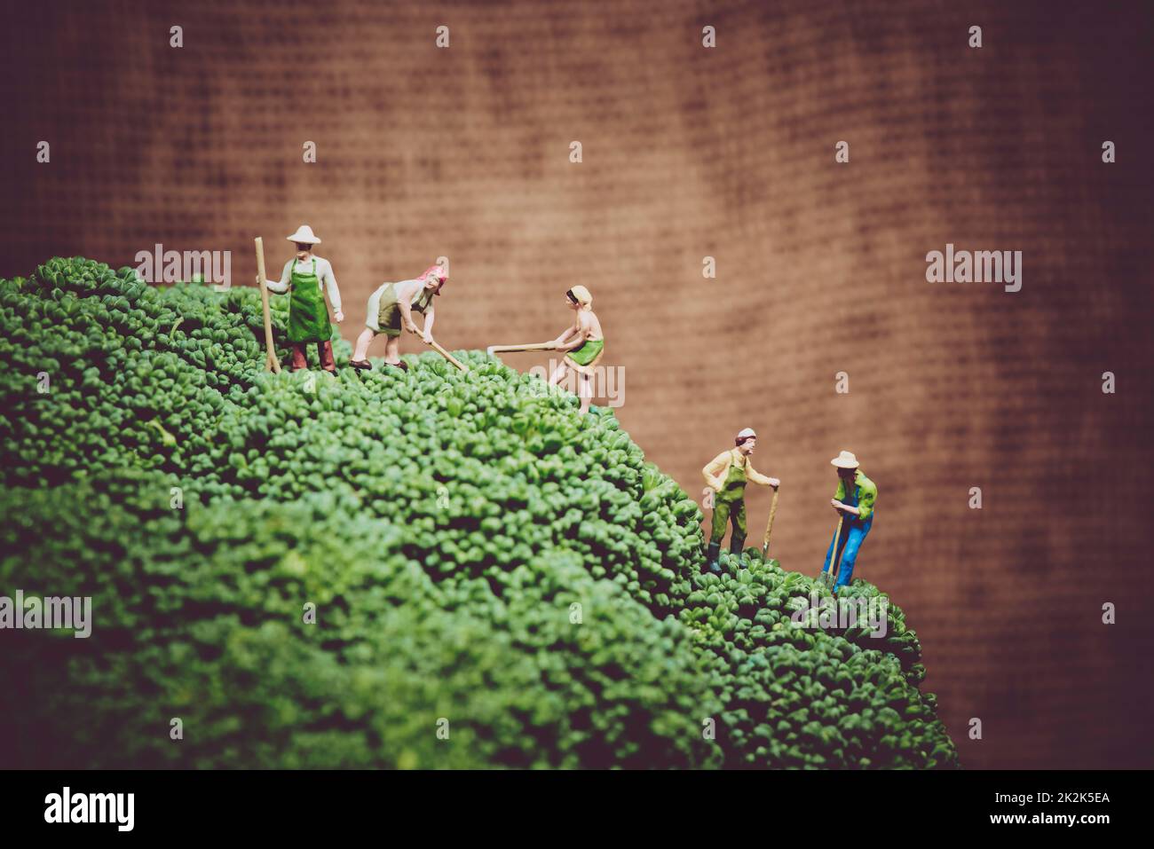 Coltivatori in miniatura che raccolgono broccoli. Foto Stock