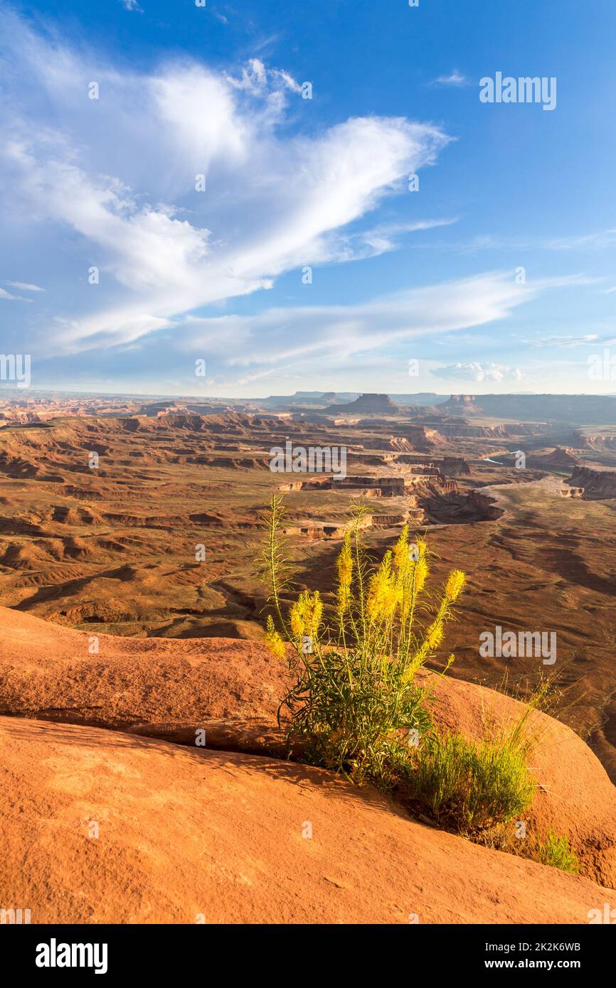 Prince's Plumes in fiore sul bordo dell'isola nel cielo Mesa presso il Green River Overlook, Canyonlands NP, Utah. Foto Stock