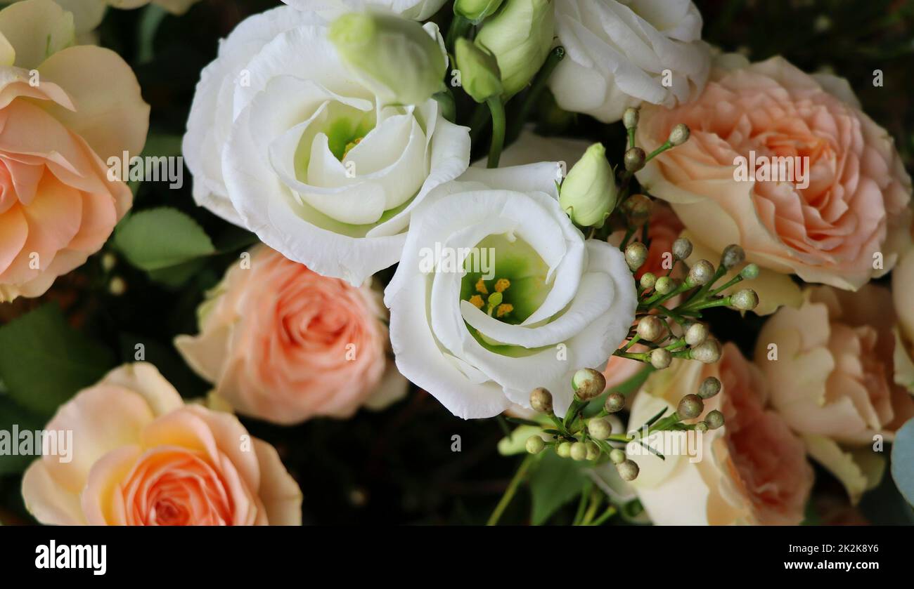 Fiore estate delicate rose, fiori sfondo festivo, pastello e morbido bouquet carta floreale Foto Stock