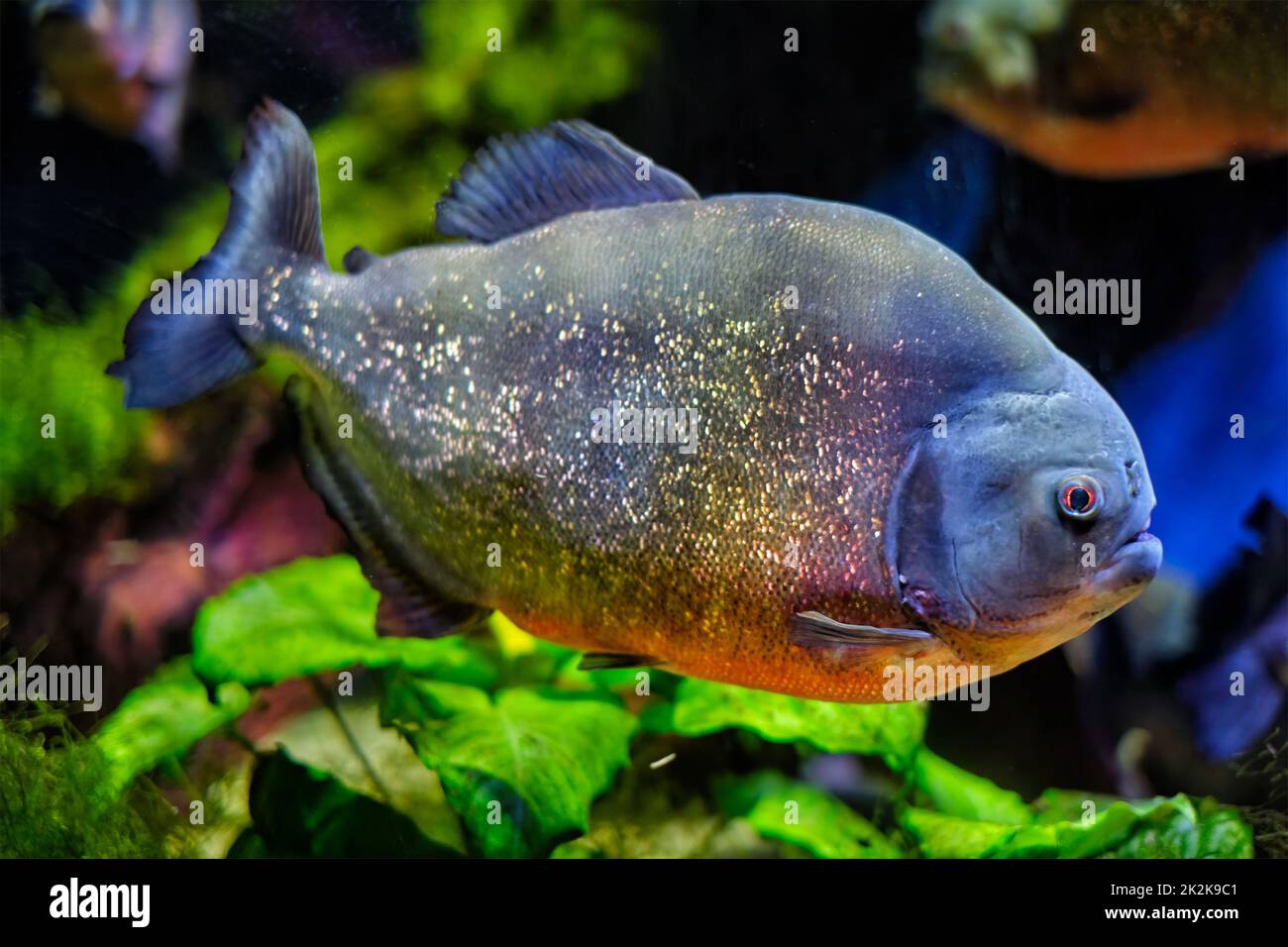 Piranha rosso-belled rosso piranha Foto Stock