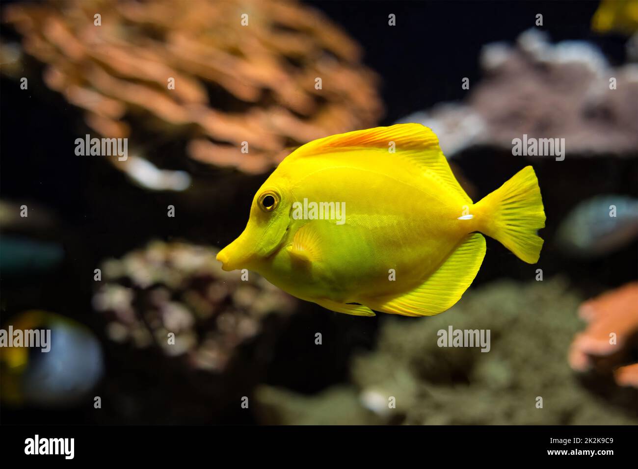 Tang giallo Zebrasoma flavescens pesci sott'acqua in mare Foto Stock