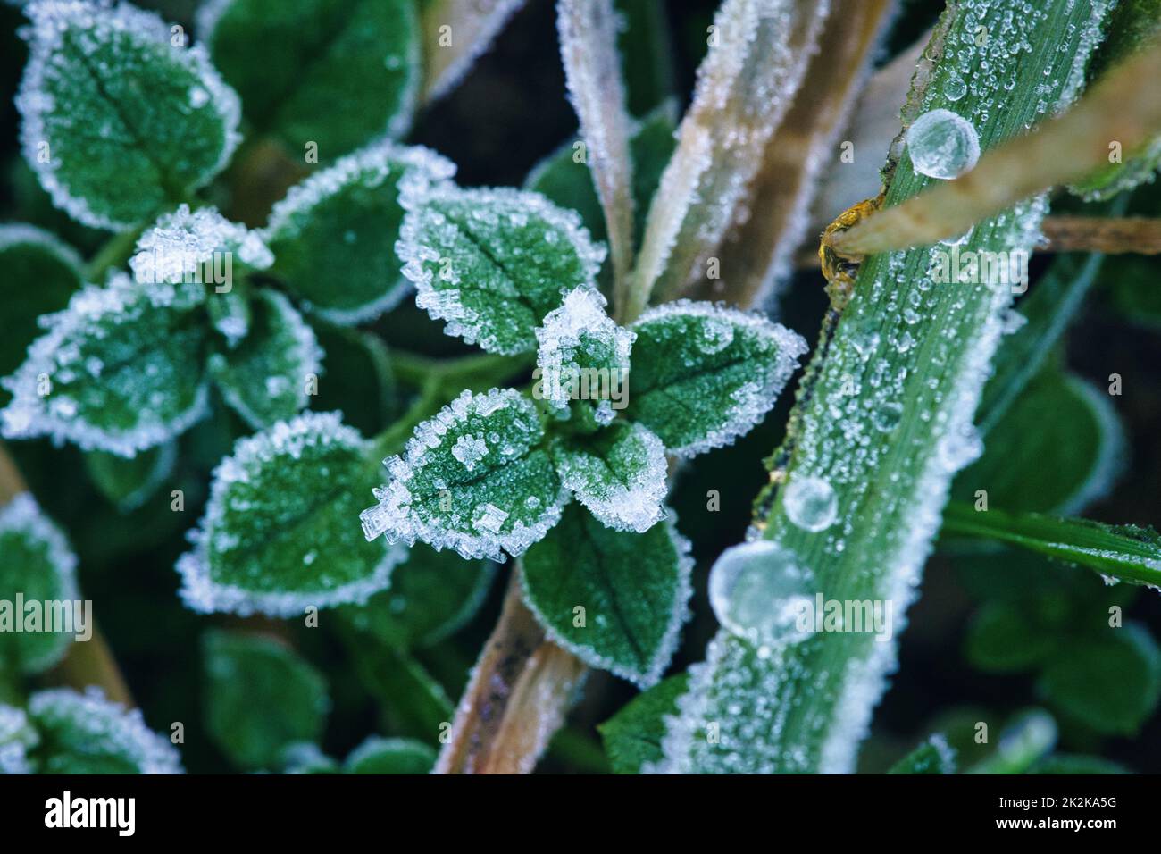 Cristalli di ghiaccio su piante ancora verdi. Primo piano dell'acqua congelata. Macro scattata dalla natura Foto Stock