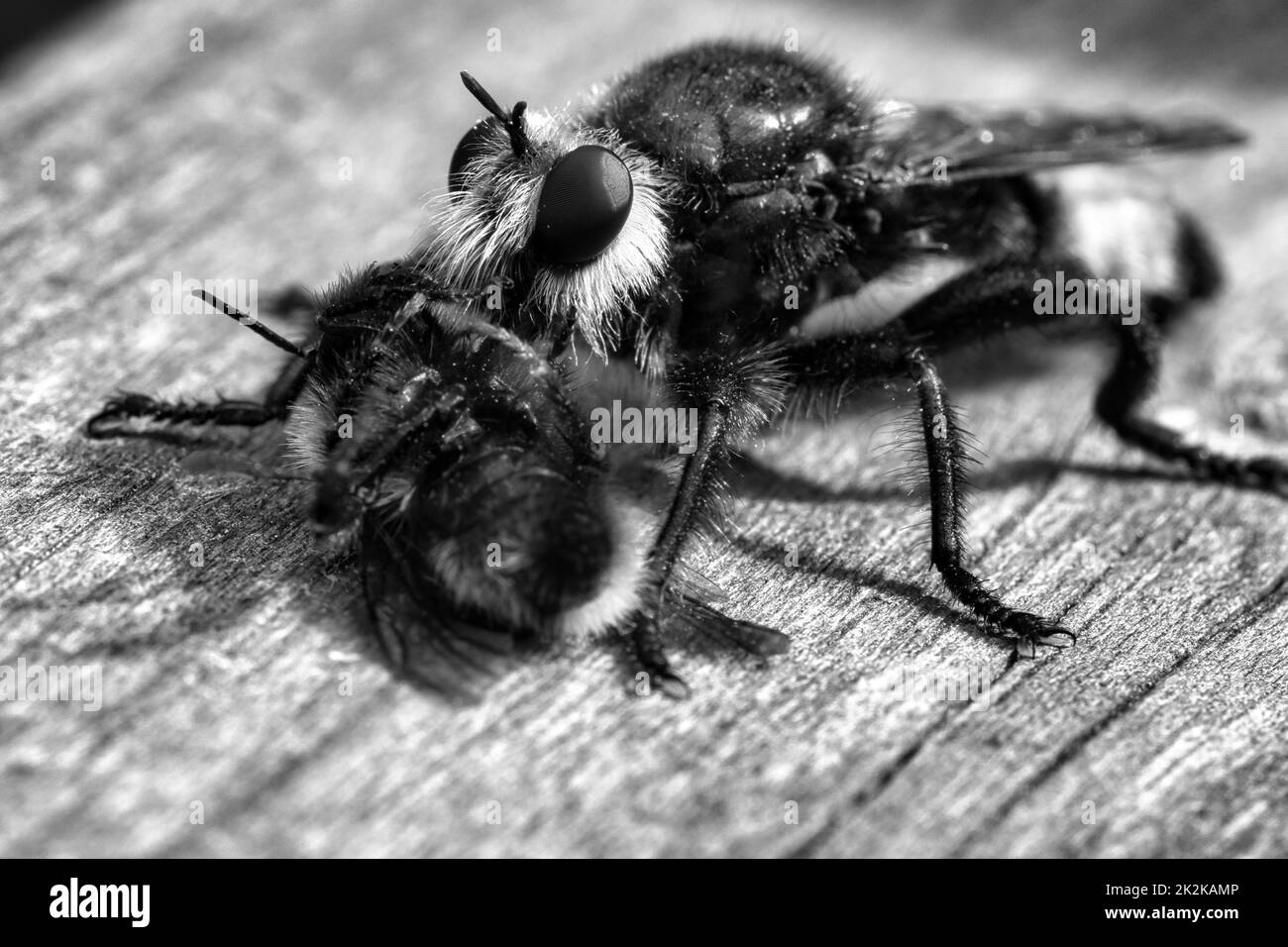 La mosca gialla dell'omicidio o la mosca gialla del ladro come immagine nera e bianca con un bumblebee come preda. L'insetto viene risucchiato dal cacciatore. Peli neri gialli c Foto Stock