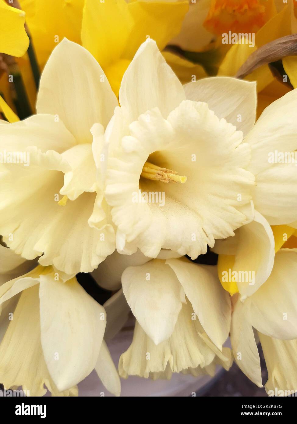 Primo piano narciso fiore Foto Stock