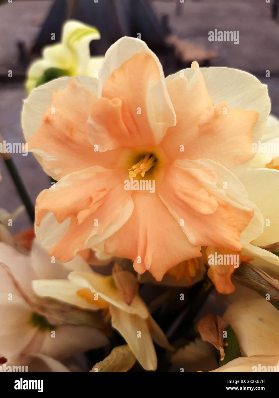 Primo piano narciso fiore Foto Stock