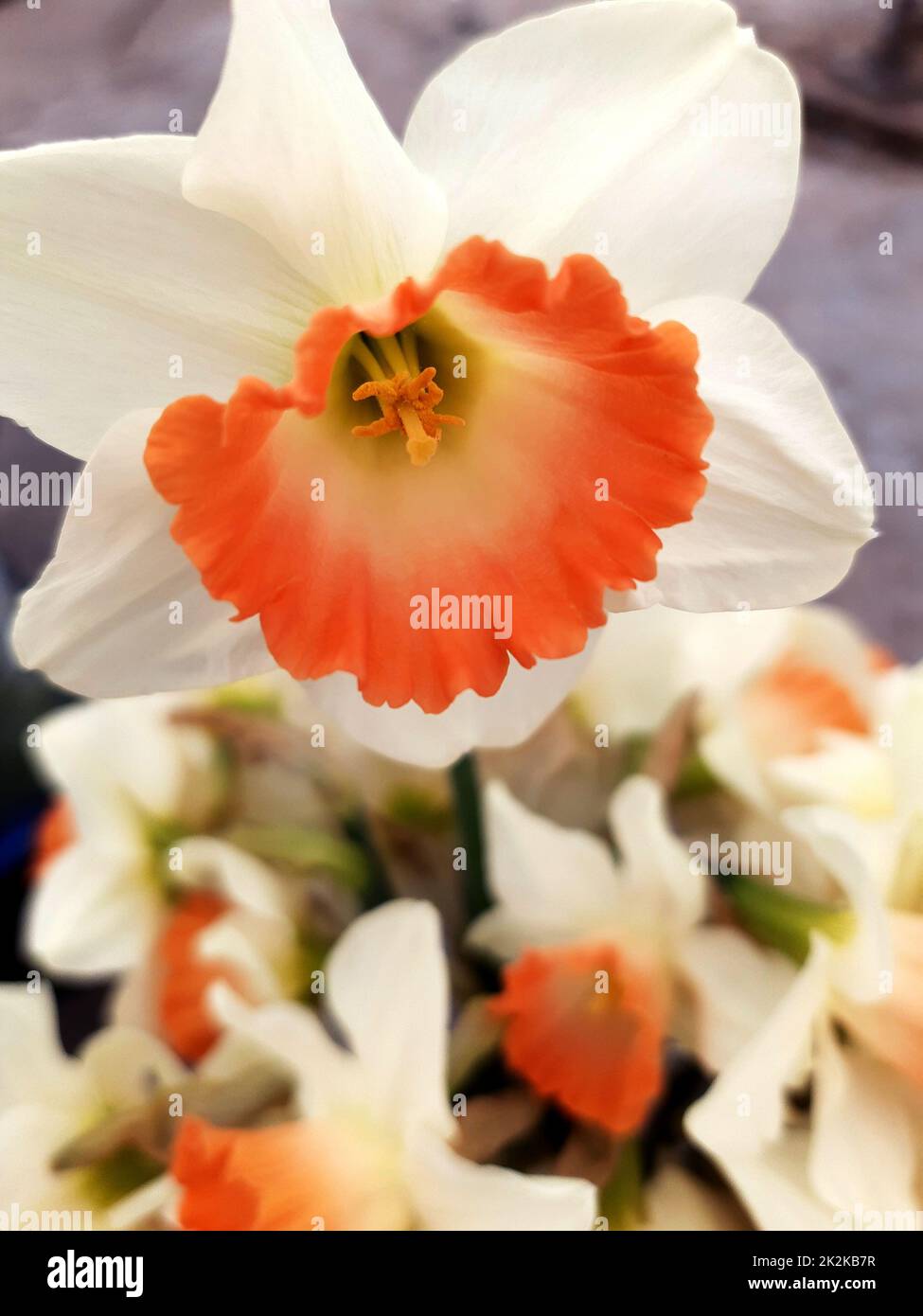 Primo piano narciso fiore Foto Stock