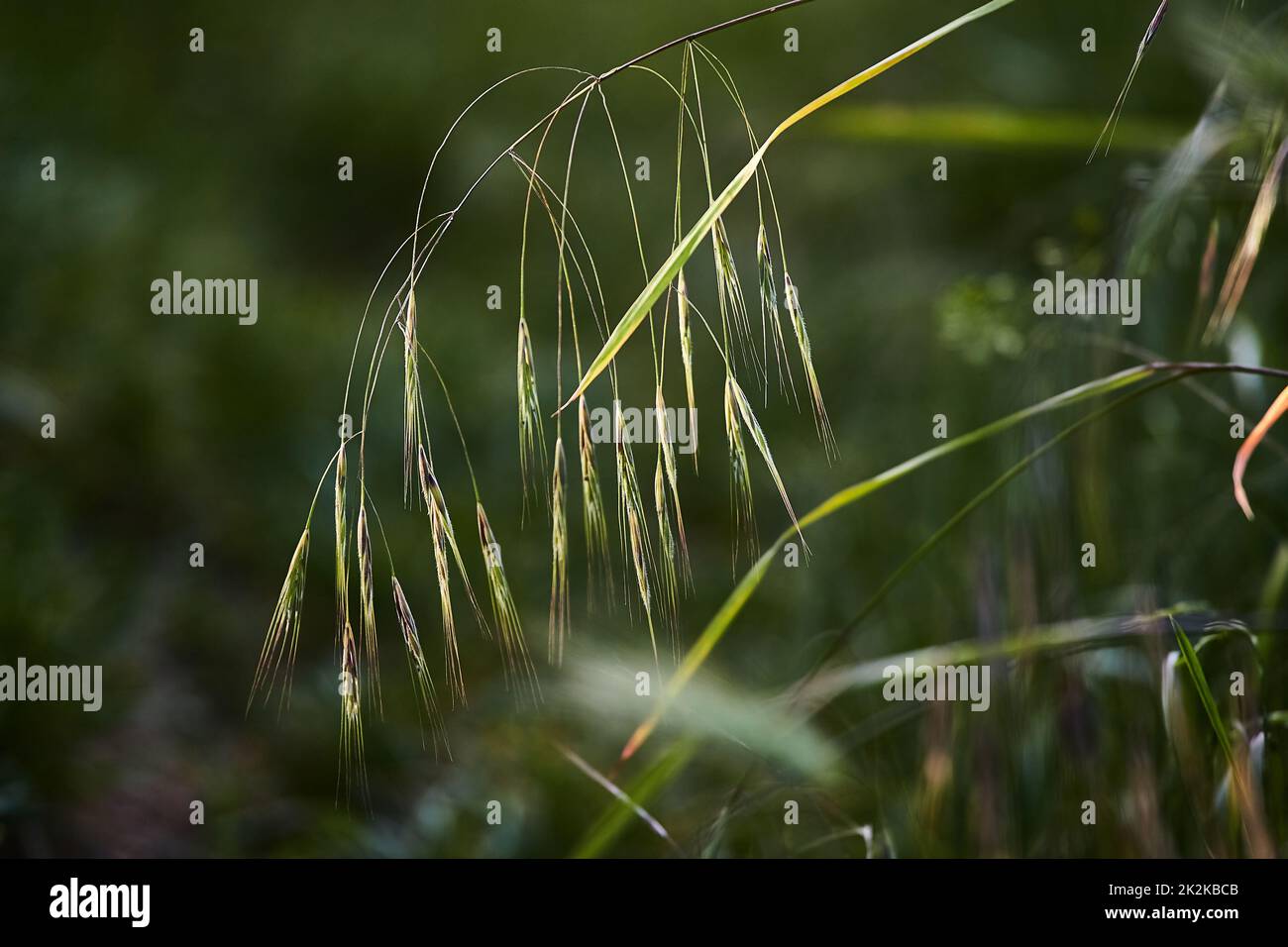 Closeup erba pianta in estate Foto Stock