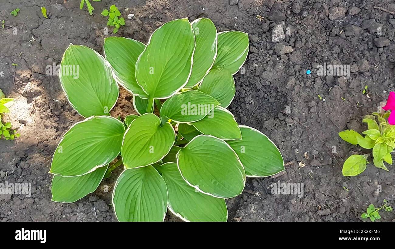 cespuglio giovane ospite di pianta su un letto di fiori, sfondo di suolo, foglie verdi della pianta ospite ondeggiare nel vento Foto Stock