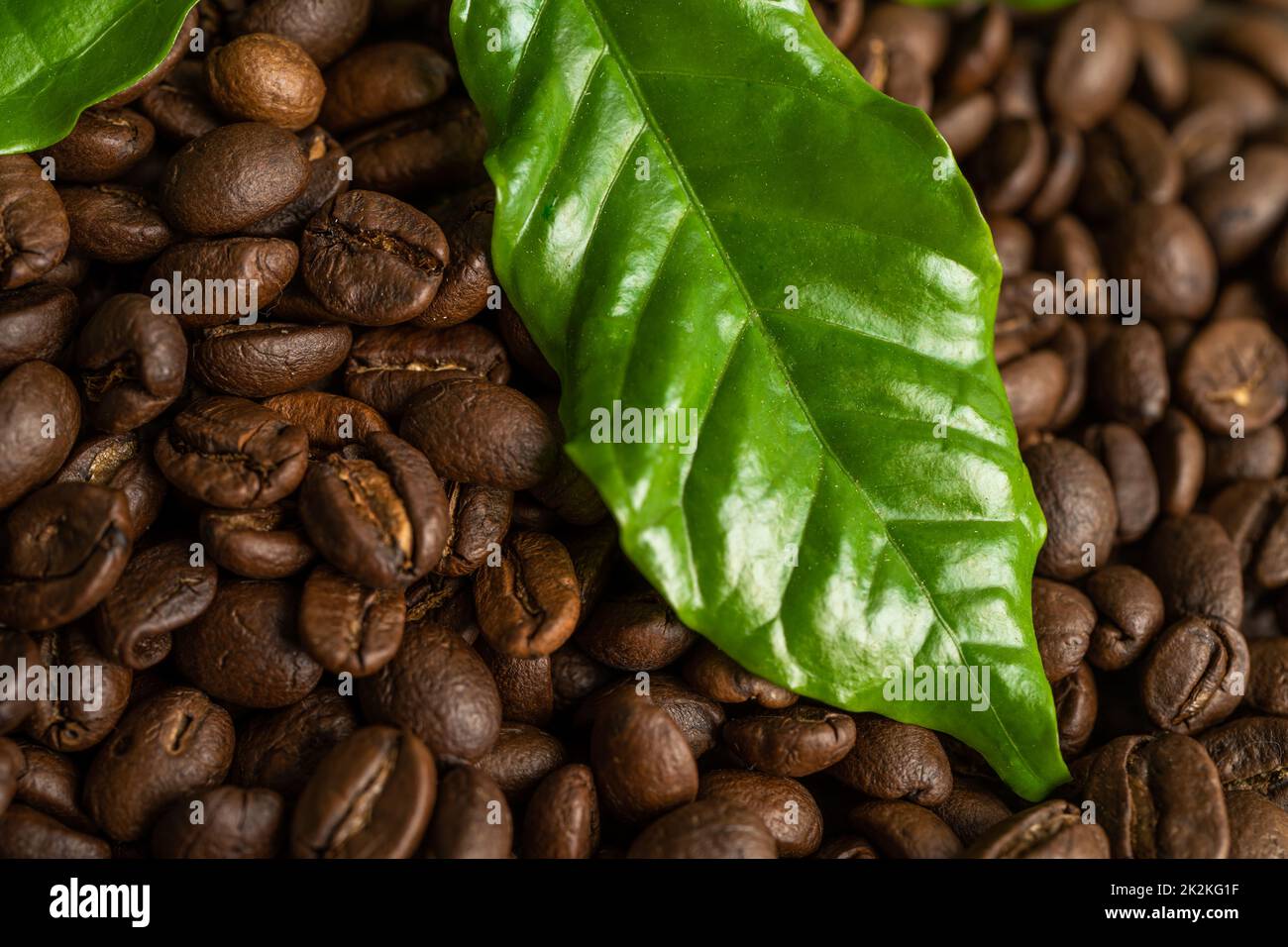 Caffè in chicchi medio arrostito con foglie al mattino fresco. Foto Stock