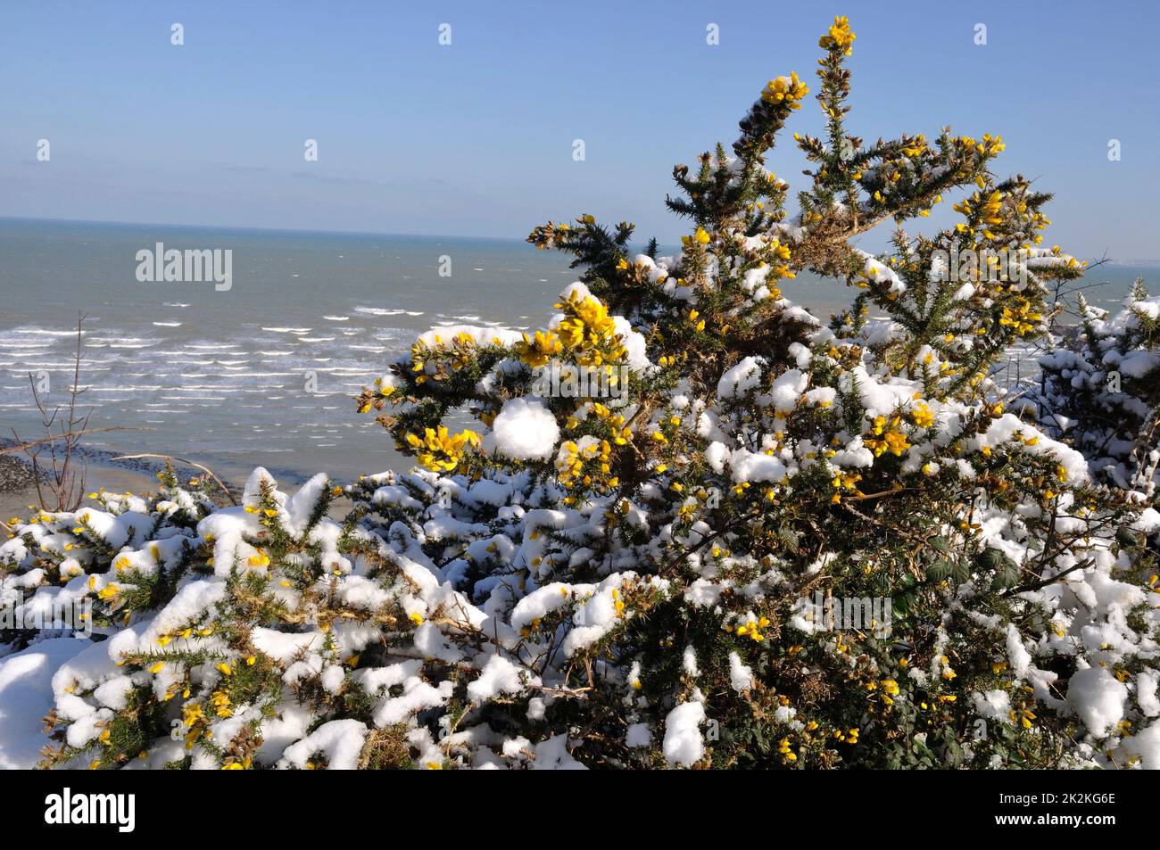 rami di gorse ricoperti di neve Foto Stock
