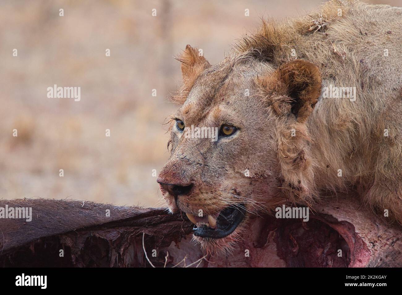 Il leone affamato, Panthera leo, è in preda. Foto Stock