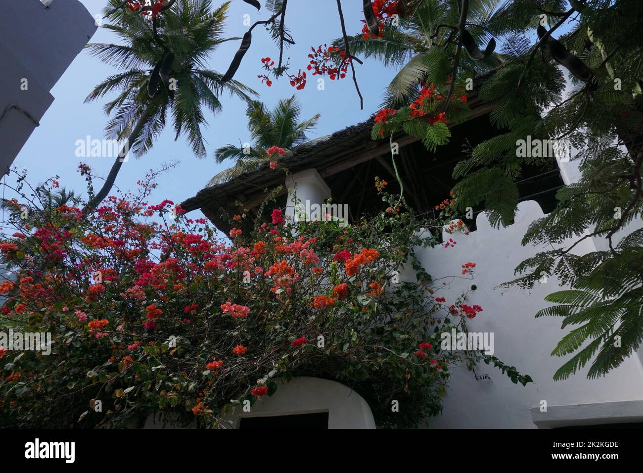 Casa in stile swahili circondata da vegetazione lussureggiante a Shela, Isola di Lamu Foto Stock