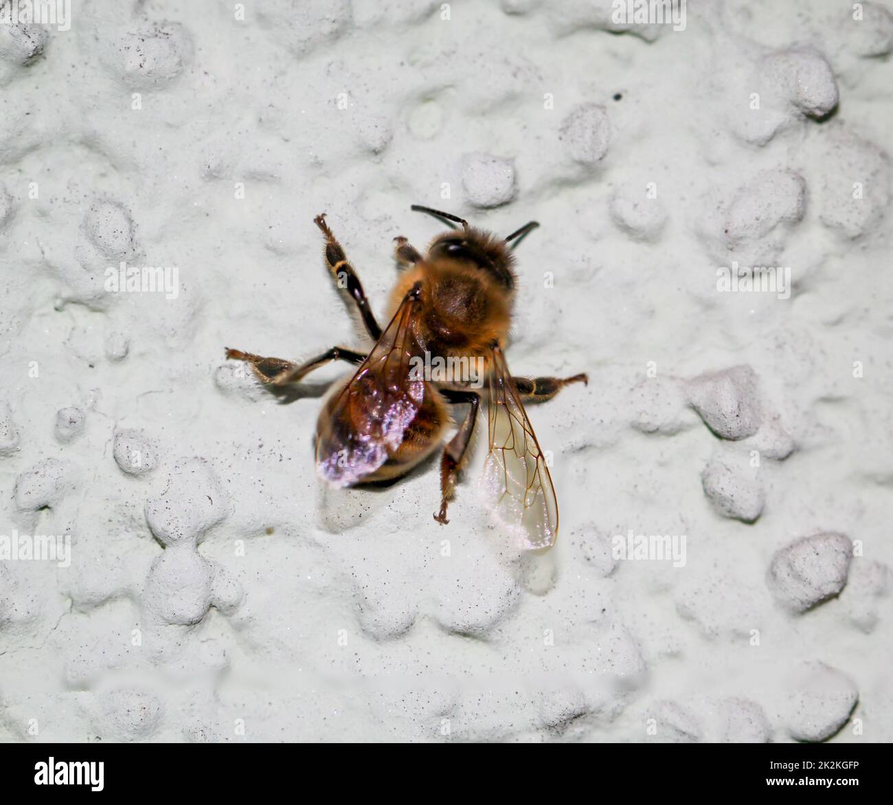 Un primo piano di un'ape su un muro di casa. Foto Stock