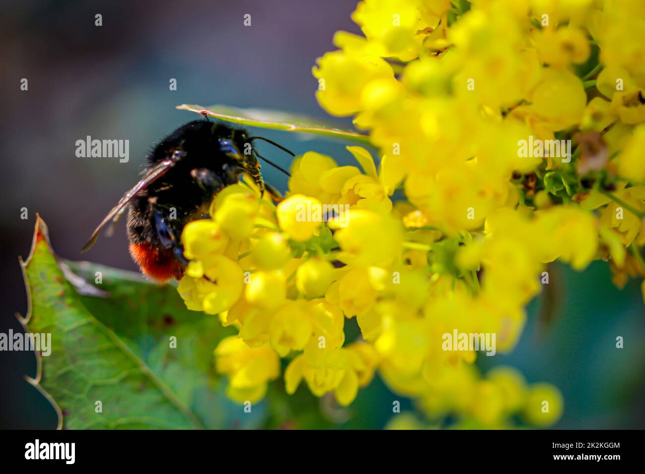 Un bumblebee che raccoglie polline su una pianta fiorita gialla. Foto Stock