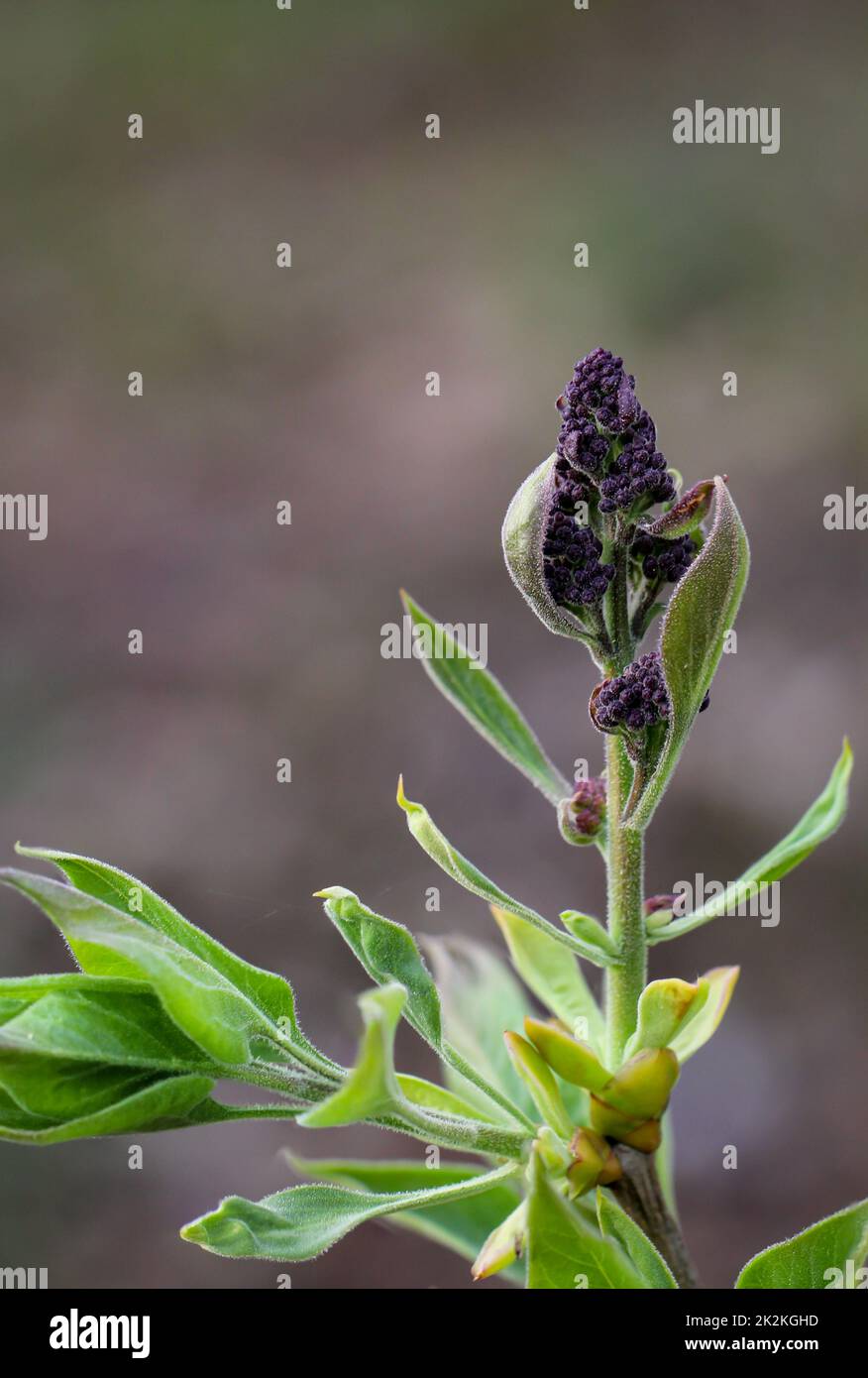 I fiori viola di una pianta simile alla salvia. Foto Stock