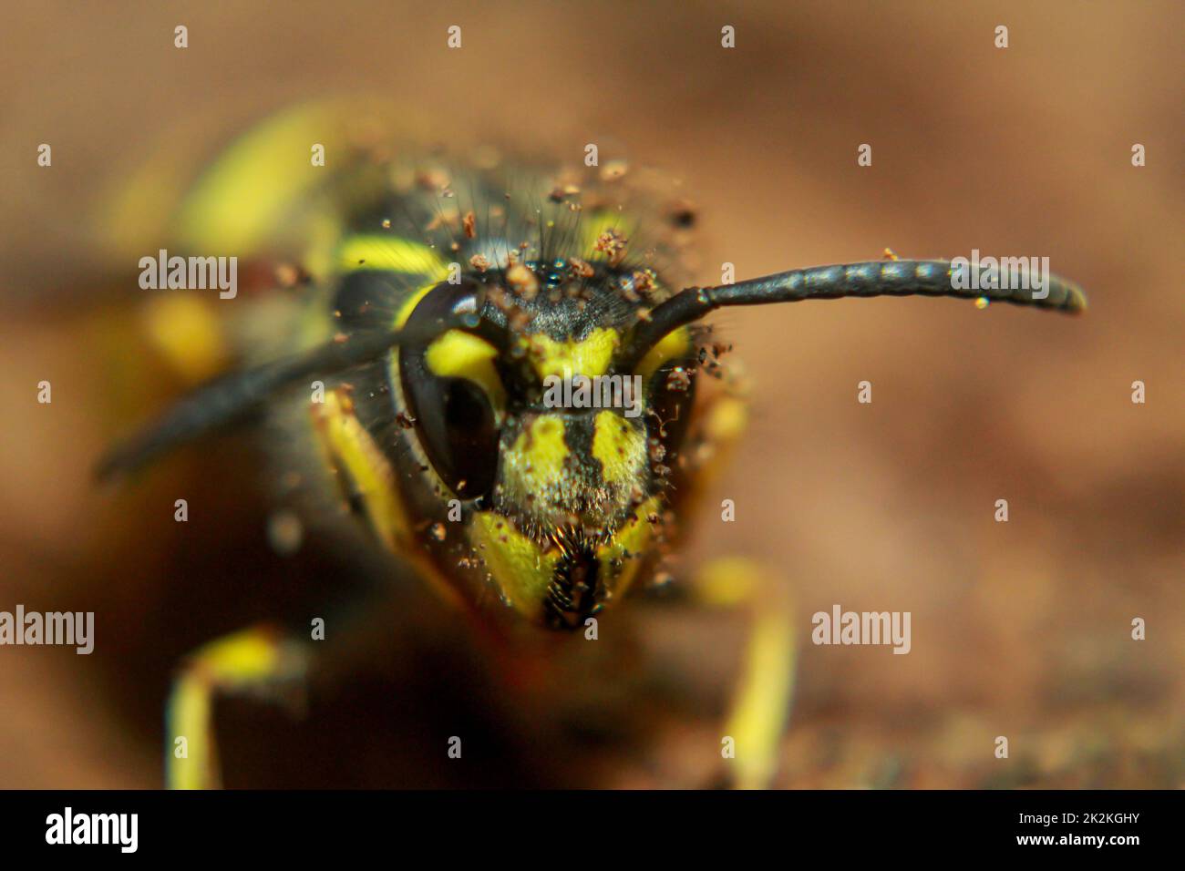 Un primo piano estremo di una vespa. Una vespa, Hymenoptera. Foto Stock