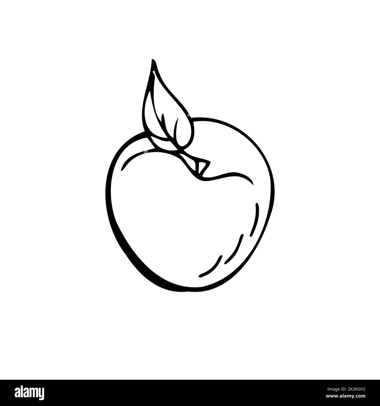 Plum sottili linee nere su sfondo bianco - Vector Foto Stock