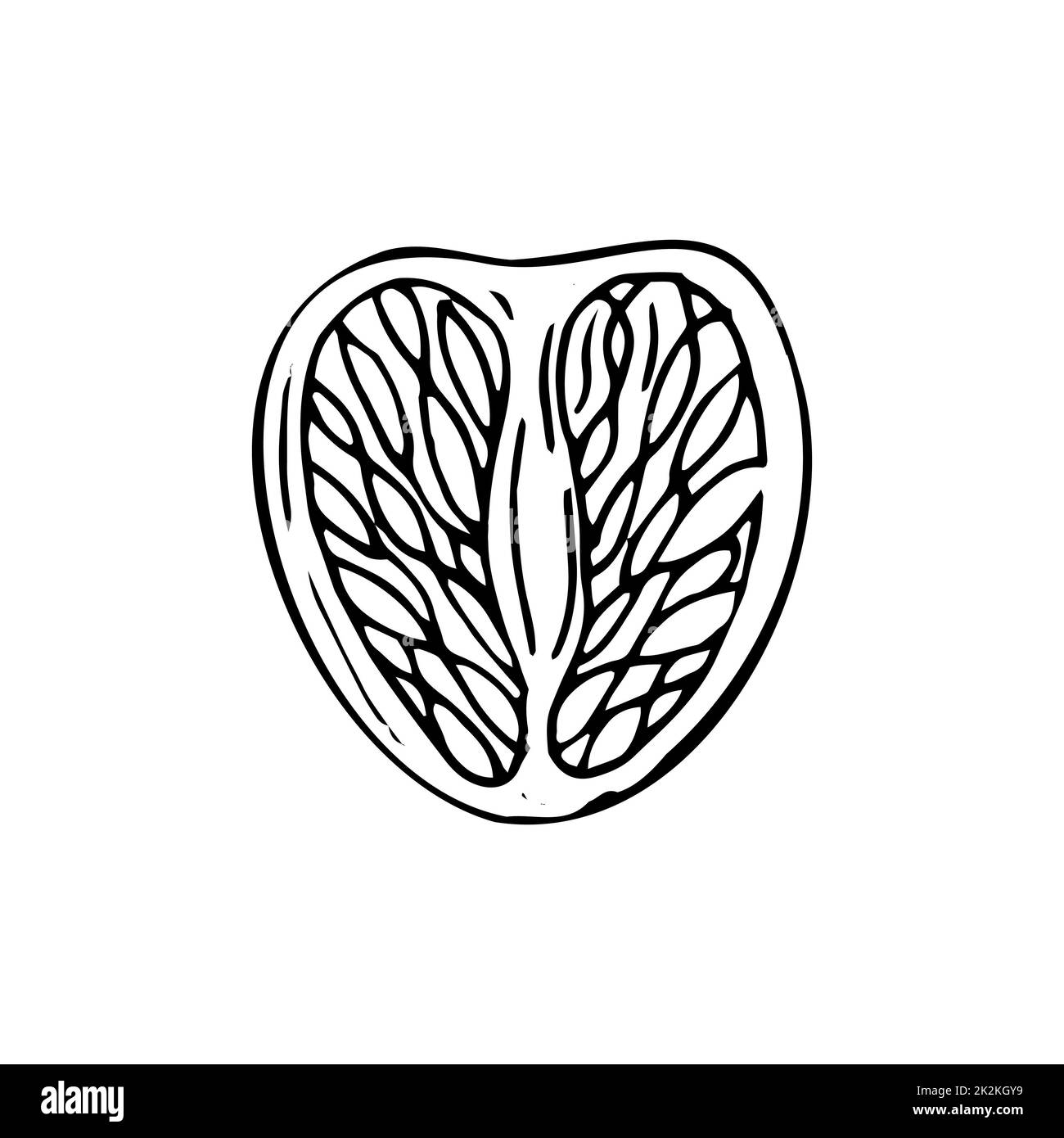 Linee nere sottili e tagliate in arancione su sfondo bianco - vettore Foto Stock