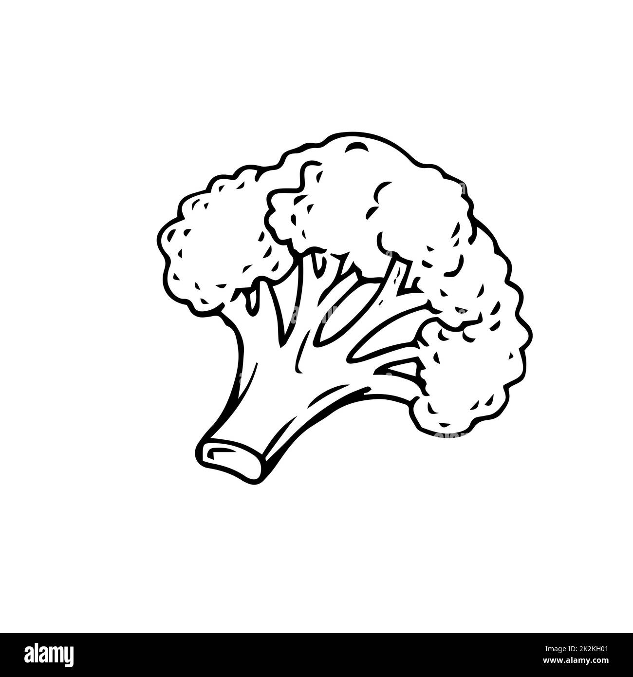 Broccoli sottili linee nere su sfondo bianco - Vector Foto Stock