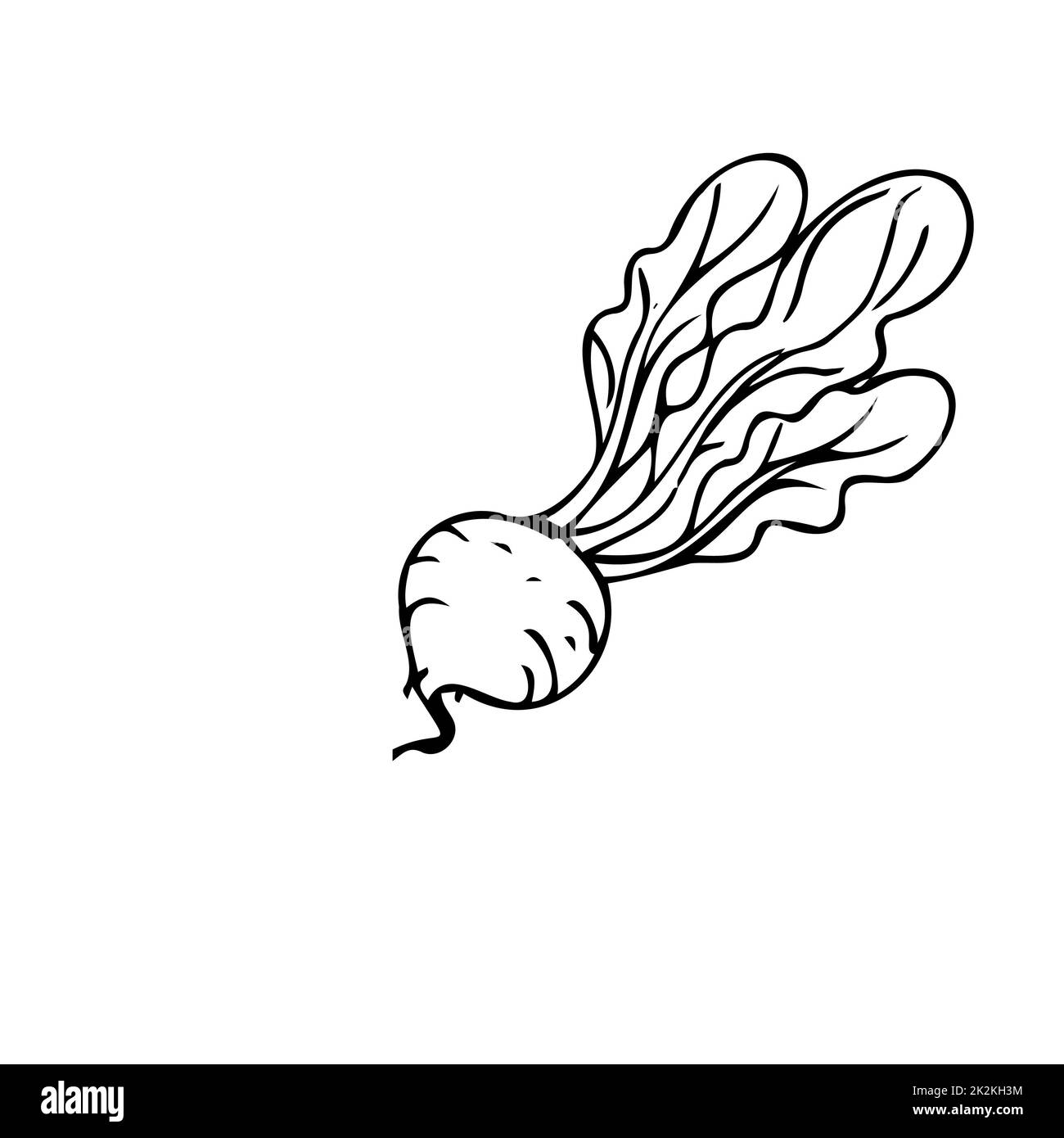 Turnip sottili linee nere su sfondo bianco - vettore Foto Stock