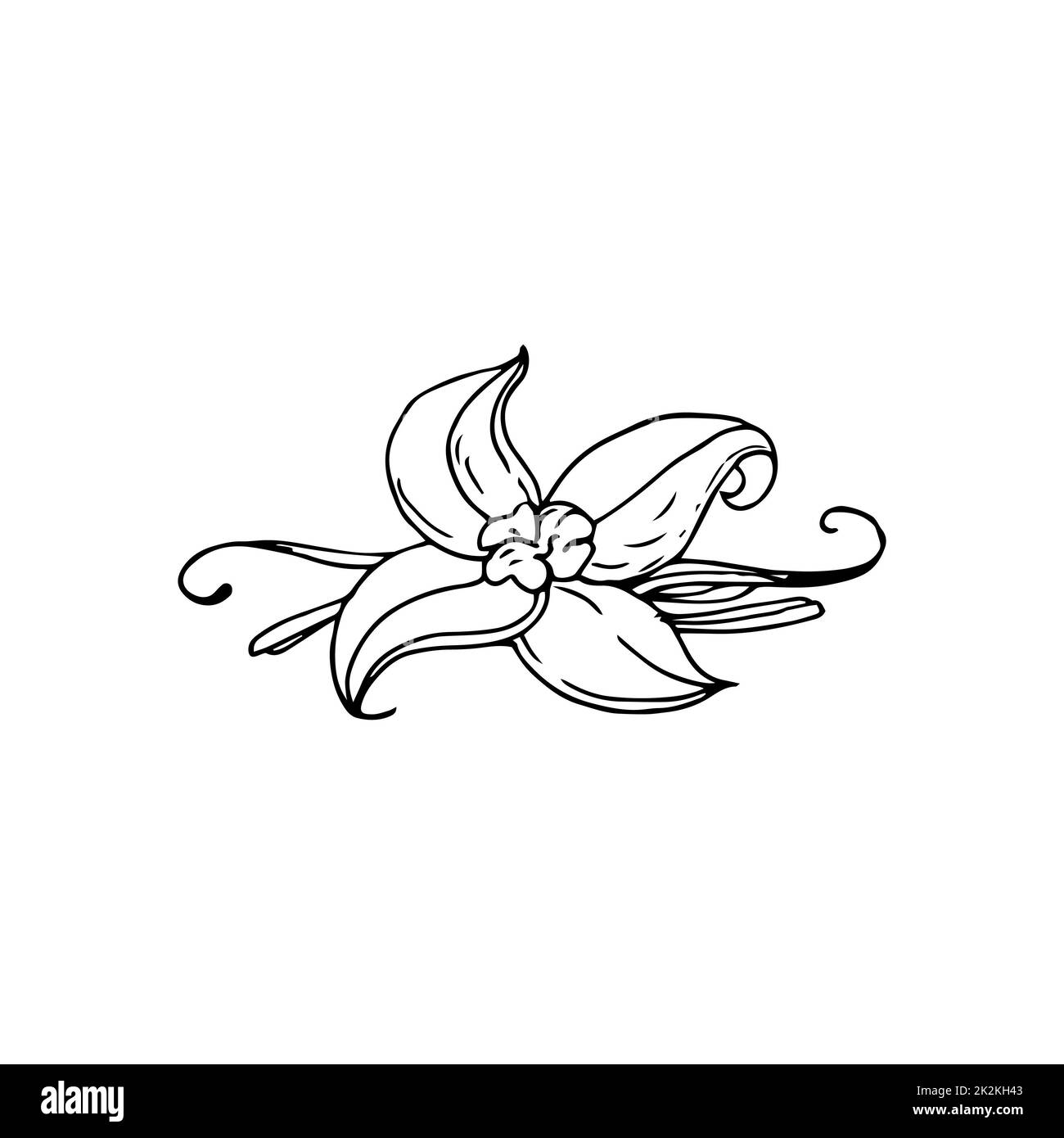 Fiore vaniglia sottili linee nere su sfondo bianco - Vector Foto Stock
