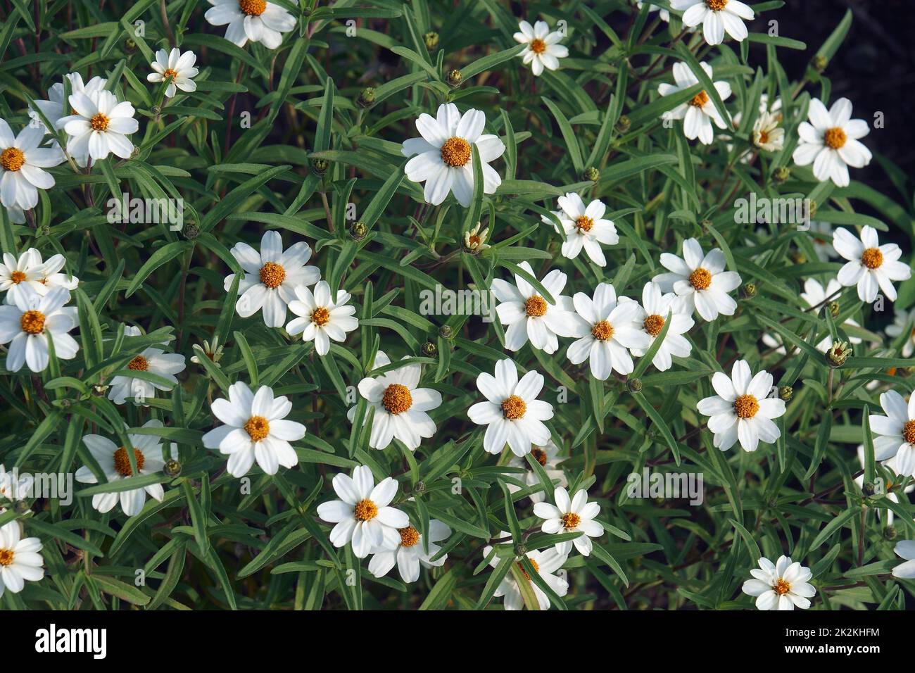 Immagine ravvicinata dei fiori di zinnia bianca Stella Foto Stock