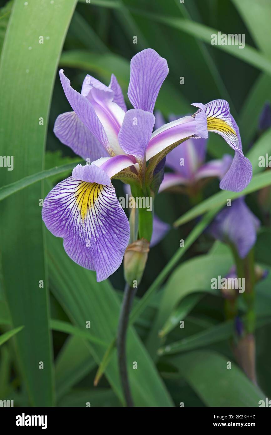 Primo piano immagine di Gerald Derby windermere iris fiore Foto Stock