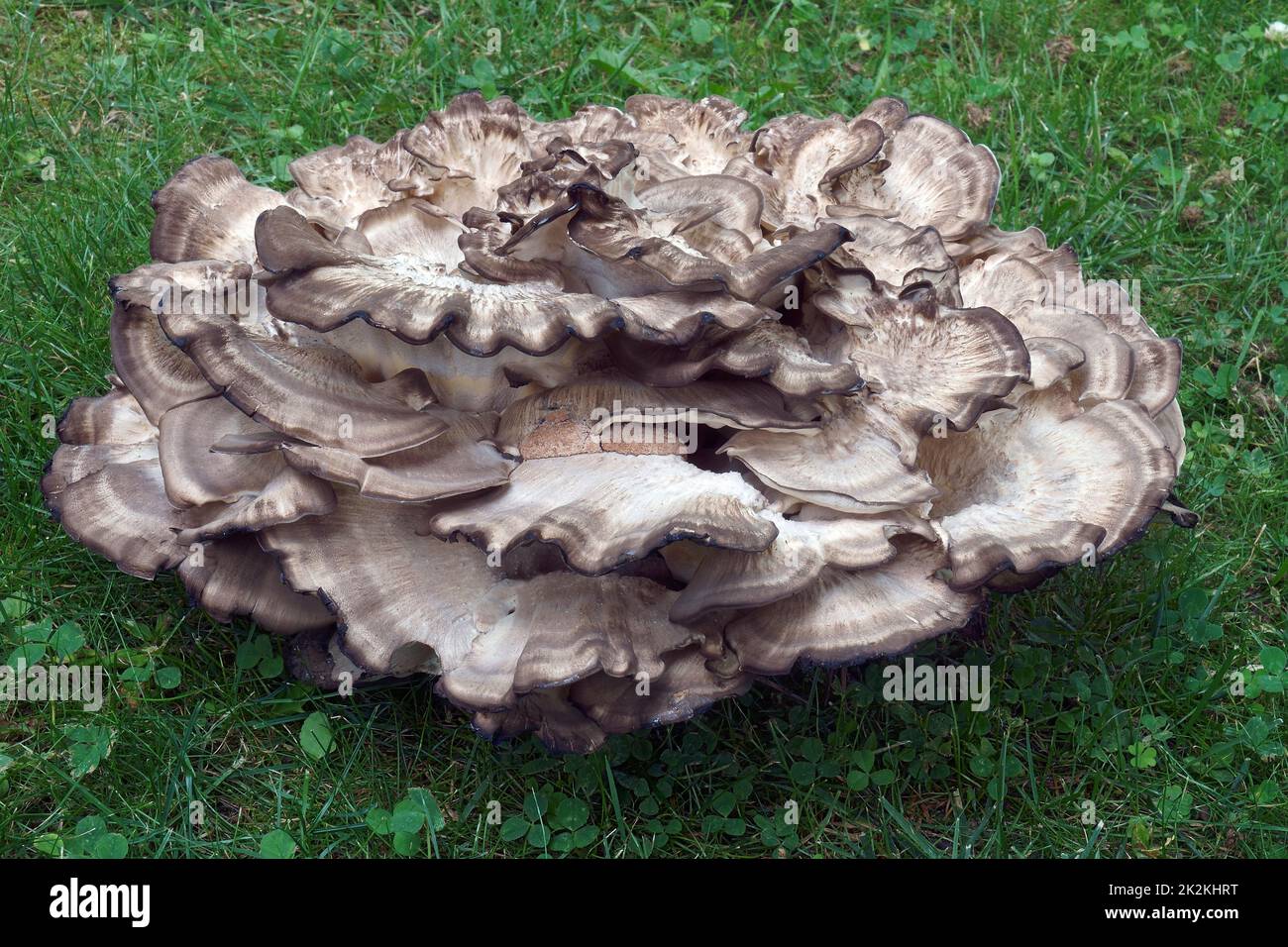 Immagine ravvicinata del fungo gigante a polipo Foto Stock