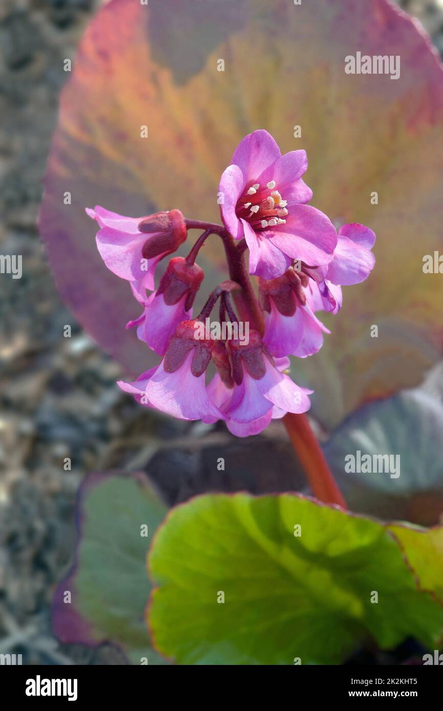 Immagine ravvicinata dei fiori di bergenia in fiore d'inverno Foto Stock